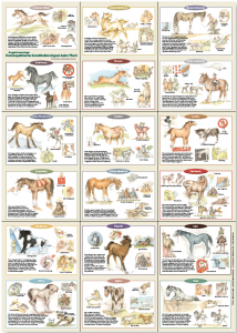 Set: Buch Pferde ganzheitlich behandeln + Plakat+ Gesundheitsbuch